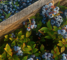 recettes et menu santé aux myrtilles sauvages du Canada